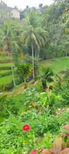 Glen Bungalow Tetebatu