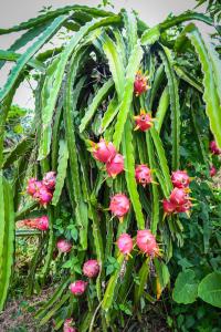 Hoàng Long Tropical - Farmstay
