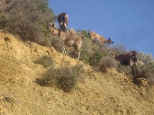 Memicottage Messinia Greece