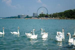 Apartments in Siofok - Balaton 35627