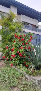Mayflowers