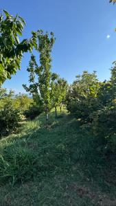 Perlat Orchard Camping