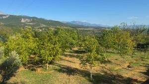 Perlat Orchard Camping