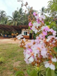 Suanthara kokut