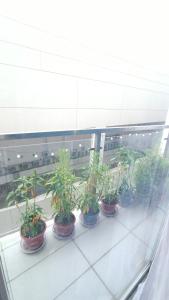 Primavera City, Citta Verde, A Lovely Place 1Bedroom