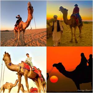 Amazing Desert Camp