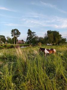 Countryside Glamping by Horse Meadows & Sea only 4 km