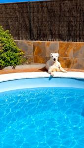 Dar Nur villa Ideal for Families, Couples, and digital Nomads with Private Pool BBQ Solarium