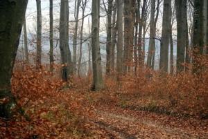 Zselici Barangoló Vendégház