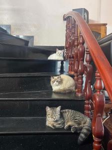 Meow Homestay Cao Bằng