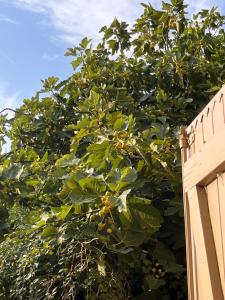 Maison en Pierre pour 12 personnes avec piscine