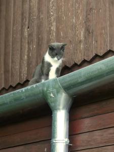 Mad Squirrel Guesthouse - Kerge Mókus