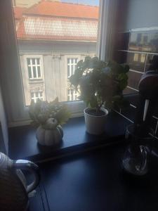 NIEBIESKIE MIGDAŁY na MARIACKIEJ