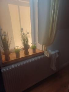 NIEBIESKIE MIGDAŁY na MARIACKIEJ