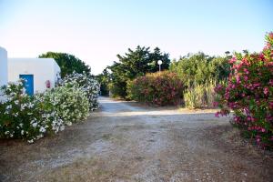 Prasino Oniro Tinos Greece