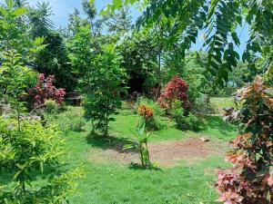 Jack Fruit House