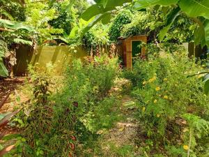 Jack Fruit House