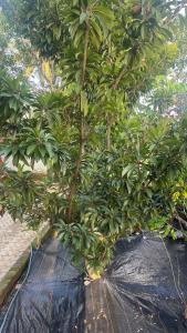 Hestia Wayanad Entire Homestay