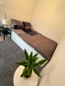 Apartament na Morelowej