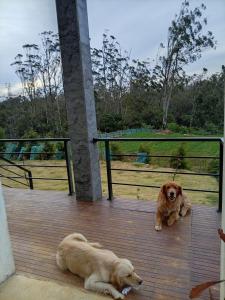 Skye in Hortons