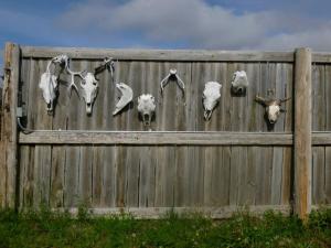 All-Inclusive Cabin Suites on Award-Winning Dude Ranch in Northern Colorado