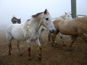 All-Inclusive Cabin Suites on Award-Winning Dude Ranch in Northern Colorado
