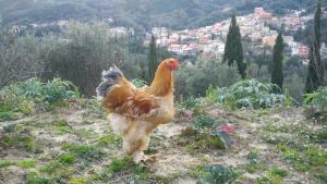 Polikseni House Corfu Greece