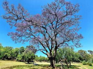 Historical 6-Bedroom Farm House near Cullinan