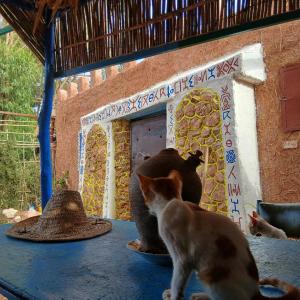 Traditional Berber Eco Farm Stay