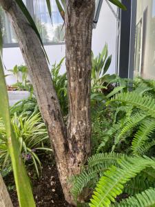 SM Garden Homestay Cam Ranh, Khánh Hòa