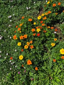 Komarnica Willage home