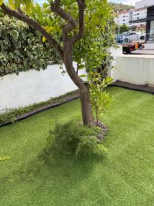 Orange Tree Private Home