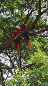 Lapa Roja
