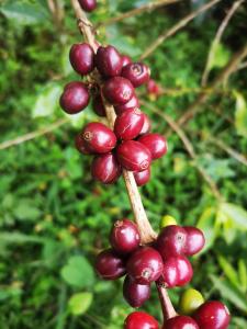 FINCA CAFETERA BIEN UBICADA Monetenegro-Circasia