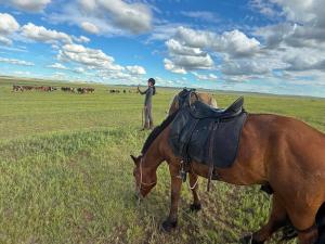 Steppe Horse Camp