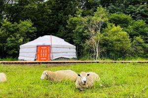 mini mongolia campsite - Vacation STAY 42128v