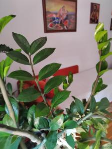 Apartman Angela