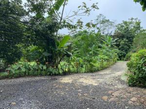 Pino Lodge, Río Celeste