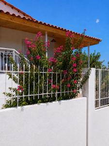 La bouganvillia à Érétrie, Ile dEubée, Grèce