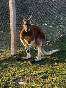 Zoofarma Penzion Konírna