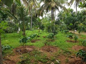 The BLC Farms