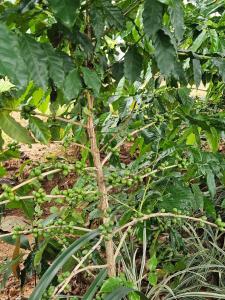 The BLC Farms