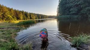 Leśne Lato - Dom nad rzeką Wdą by Nestri
