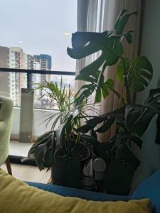 CC Living Home