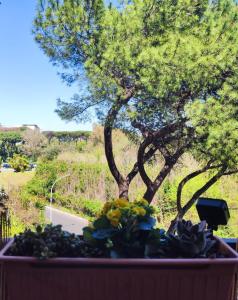 Sage Green House Roma Gemelli