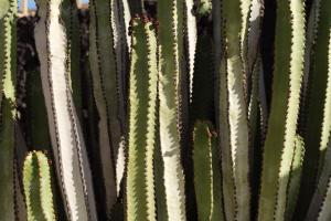 Canaryislandshost I Esencia