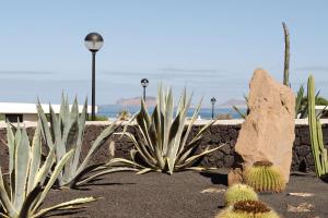 Canaryislandshost I Esencia