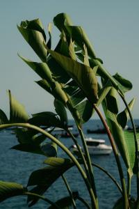Hotel Vasi Dhermi