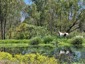 Appaloosa Luxury Glamping Tent near Cullinan