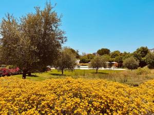 Terra Home Resort